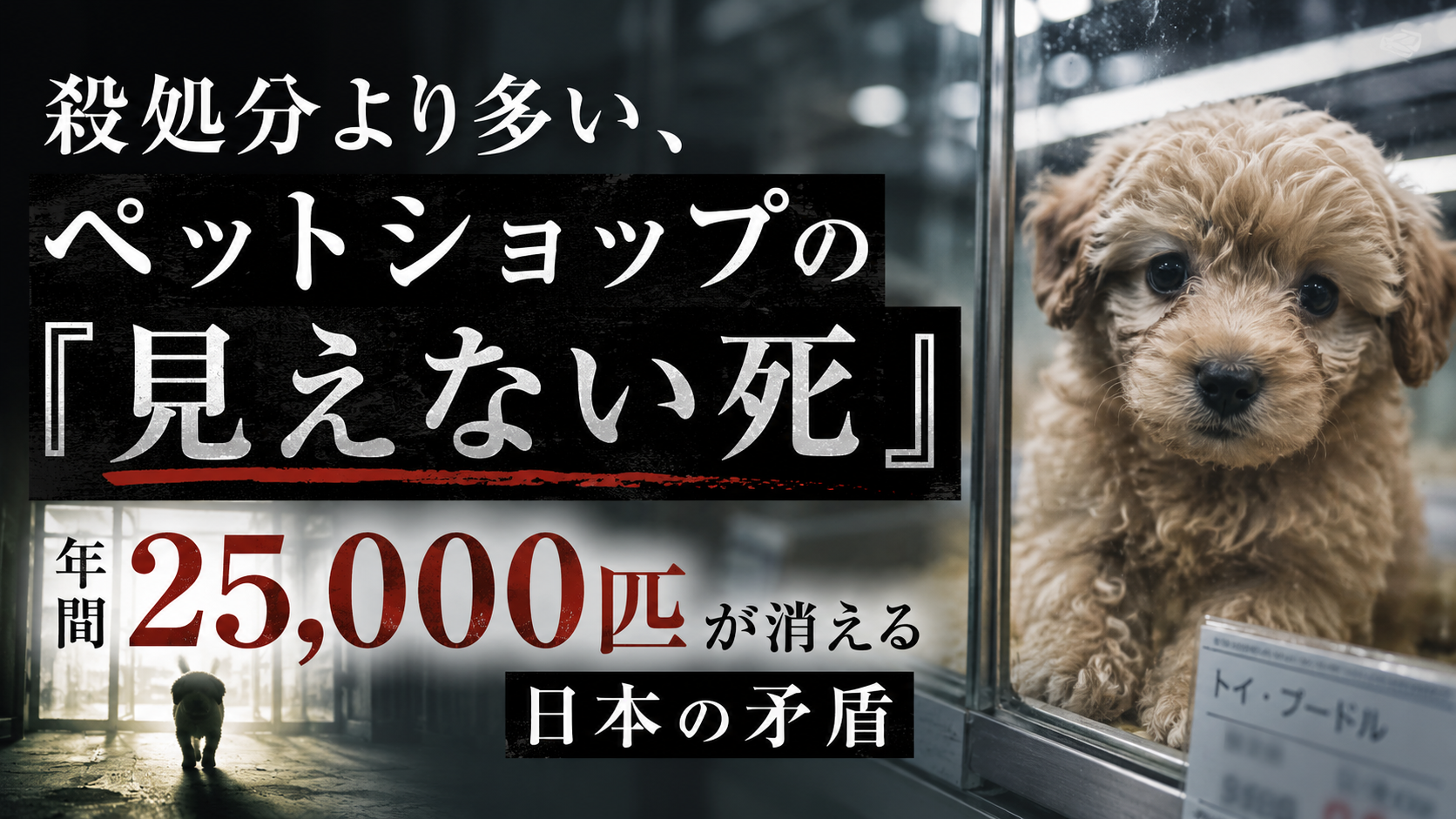 「殺処分より多い、ペットショップの『見えない死』—年間25,000匹が消える日本の矛盾」